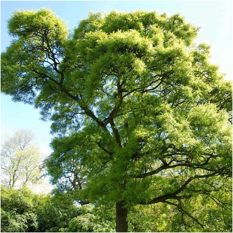 English oak 'Pectinata' C7,5 Pa 1 English oak 'Pectinata' C7,5 Pa 1