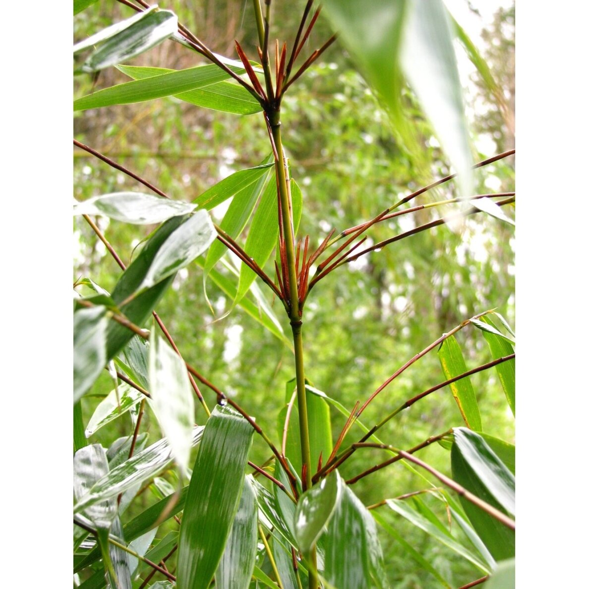Bamboo 'Wenchuan' (syn.'Formidable') C10 1