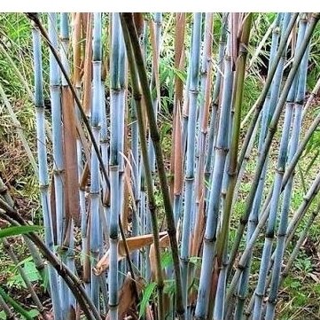 Blue Bamboo 'Grex' C10 Blue Bamboo 'Grex' C10