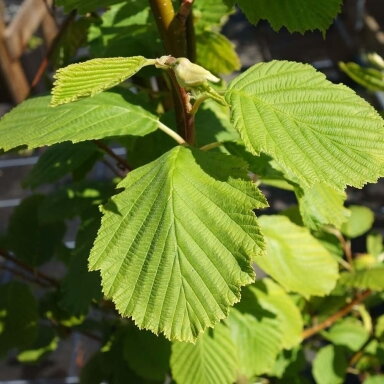 Baltalksnis 'Aurea' C15