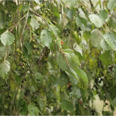 Baltalksnis 'Pendula' C5