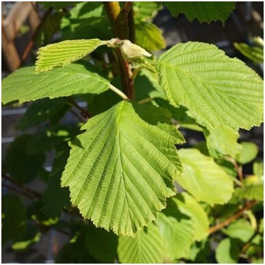 Baltalksnis 'Aurea' C15 Baltalksnis 'Aurea' C15