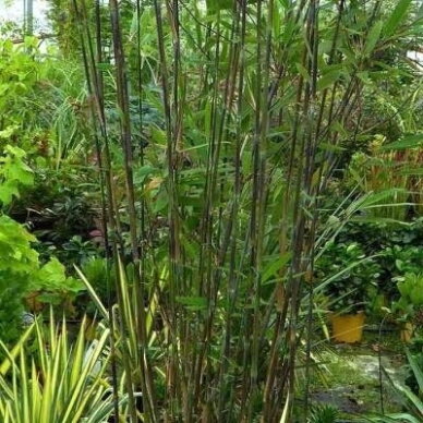 Bambukaitis 'Black Dragon' C5 1