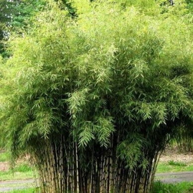 Bambukaitis murielae 'Jumbo' C3-5 Bambukaitis murielae 'Jumbo' C3-5