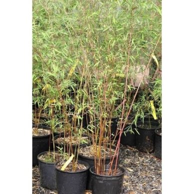 Bamboo 'Red Dragon' C10 1 Bamboo 'Red Dragon' C10 1