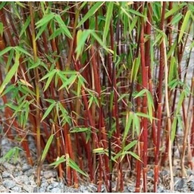 Bamboo 'Red Dragon' C10