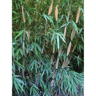 Dwarf Clumping Bamboo C10 Dwarf Clumping Bamboo C10