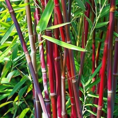 Bamboo scabrida 'Asian Wonder' C10 Bamboo scabrida 'Asian Wonder' C10