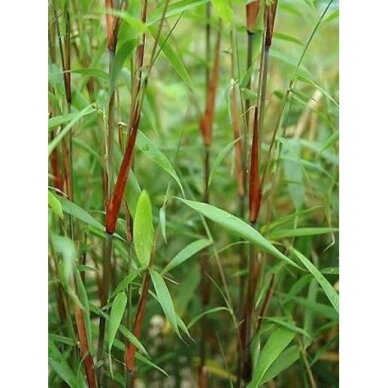 Bambukaitis scabrida 'Asian Wonder' C2-3 2