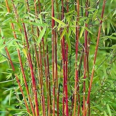 Bambukaitis scabrida 'Asian Wonder' C2-3