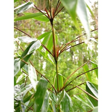 Bamboo 'Wenchuan' (syn.'Formidable') C10 1