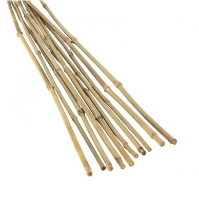 Bambukas 60 cm (6-8 mm) 500 vnt. Bambukas 60 cm (6-8 mm) 500 vnt.