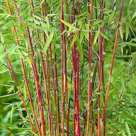 Bambukaitis scabrida 'Asian Wonder' C2-3 Bambukaitis scabrida 'Asian Wonder' C2-3