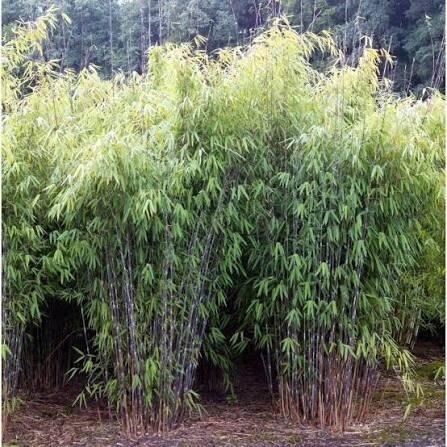 Bamboo 'Winter Joy' C10 Bamboo 'Winter Joy' C10