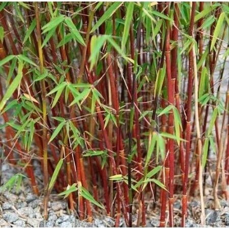 Bamboo 'Red Dragon' C10 Bamboo 'Red Dragon' C10