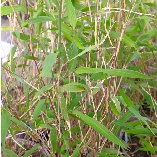Blue Bamboo 'Grex' C10 1 Blue Bamboo 'Grex' C10 1