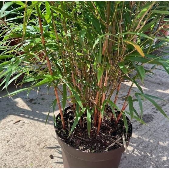 Bamboo scabrida 'Asian Wonder' C10 1
