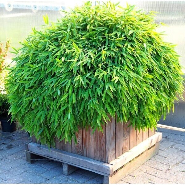 Bamboo murielae 'Luca' C5 Bamboo murielae 'Luca' C5