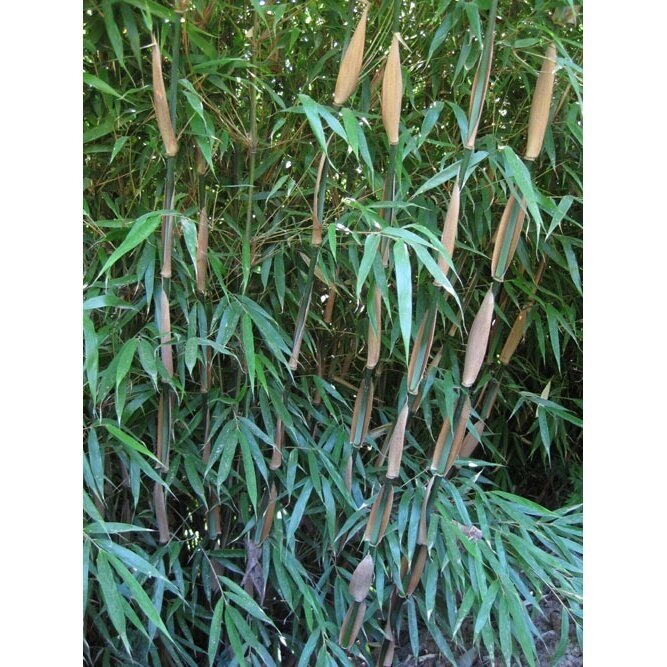 Dwarf Clumping Bamboo C10 Dwarf Clumping Bamboo C10