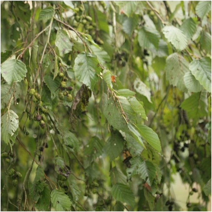 Baltalksnis 'Pendula' C5 Baltalksnis 'Pendula' C5