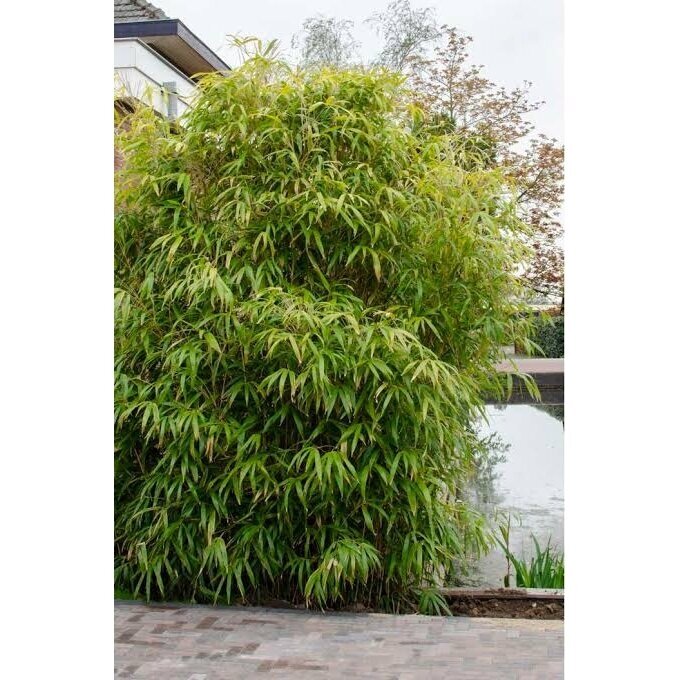Dwarf Clumping Bamboo  C10 1
