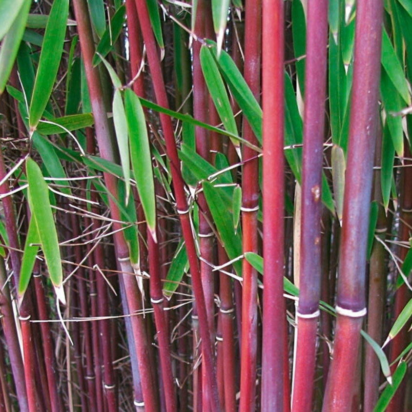 Bambukaitis scabrida 'Asian Wonder' C2-3 1