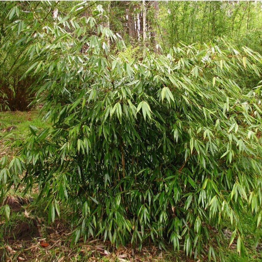 Bamboo 'Wenchuan' (syn.'Formidable') C10