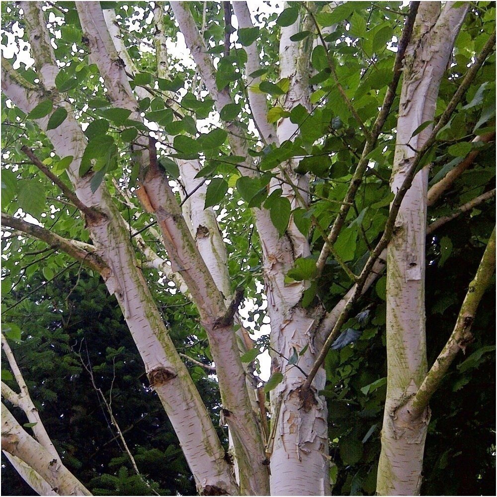 Hymalayan birch 'Doorenbos' C5 1