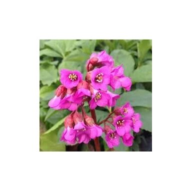 Pigsqueek 'Rotblum', C5 Pigsqueek 'Rotblum', C5