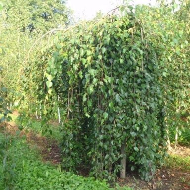 Beržas himalajinis 'Long Trunk' C15, Pa