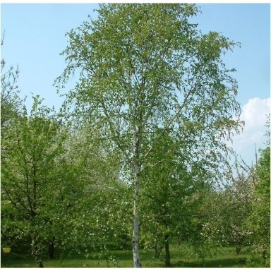 Beržas karpotasis C5