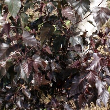 Beržas karpotasis 'Purpurea' C5