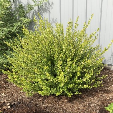 Dwarf birch 'Golden Treasure  ® Forma' C10