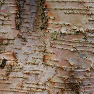 Monarch birch C3