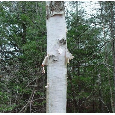 White birch C5