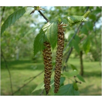 Hymalayan birch 'Doorenbos' C5 2