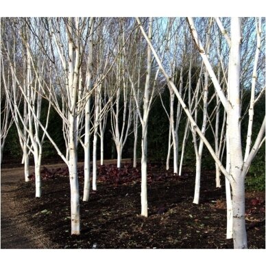 Hymalayan birch 'Doorenbos' C5