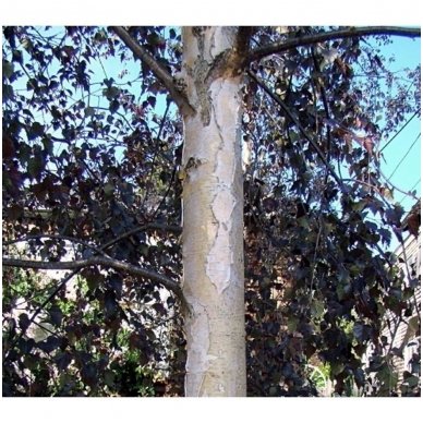 Silver birch 'Purpurea' C10 1