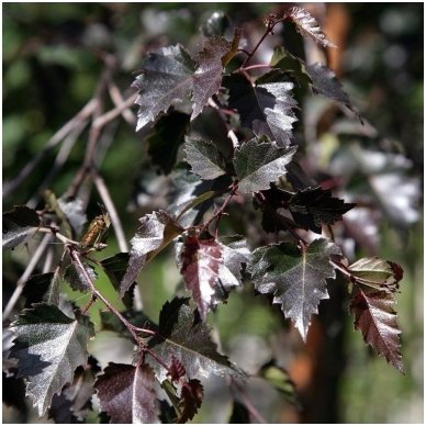 Silver birch 'Purpurea' C10 2