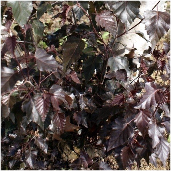 Silver birch 'Purpurea' C10