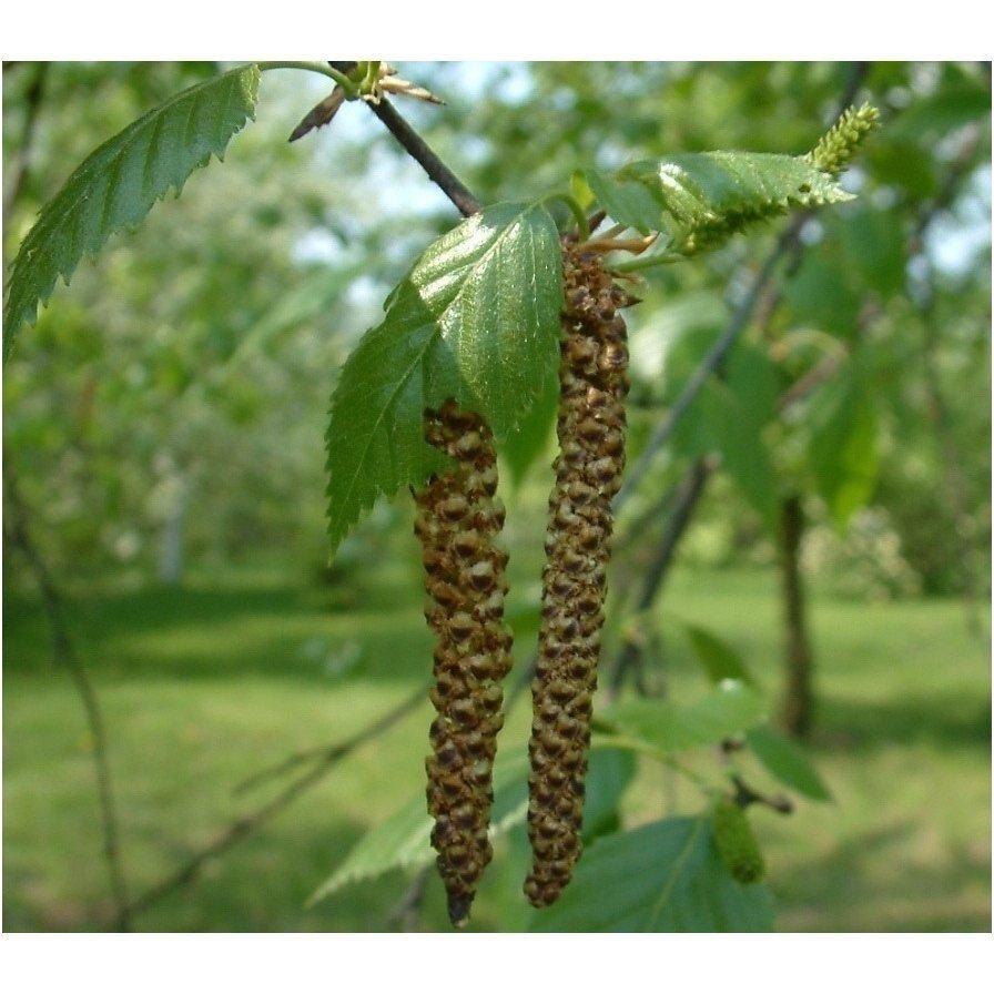 Hymalayan birch 'Doorenbos' C5 2