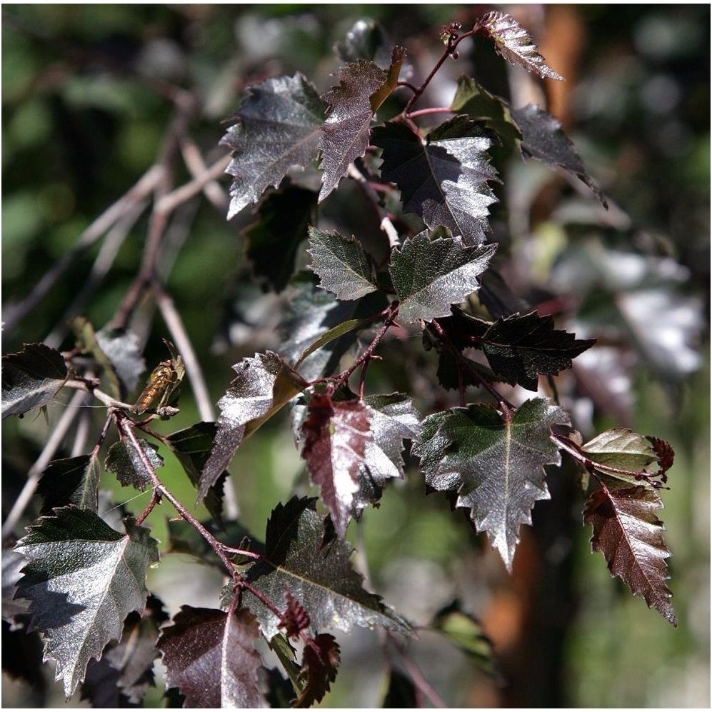 Silver birch 'Purpurea' C10 2