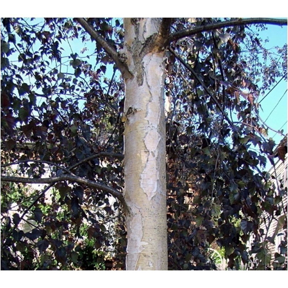 Silver birch 'Purpurea' C10 1