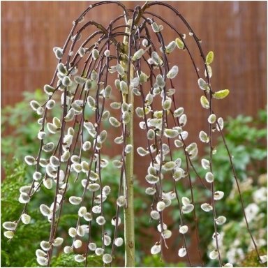 Blindė 'Pendula' C5, Pa