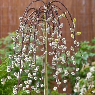Blindė 'Pendula' C7,5-10, Pa
