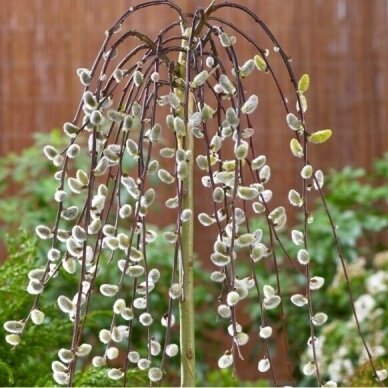 Blindė 'Pendula' C20-25, Pa