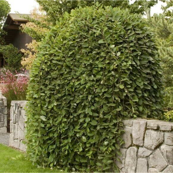 Blindė 'Pendula' C20-25, Pa 1