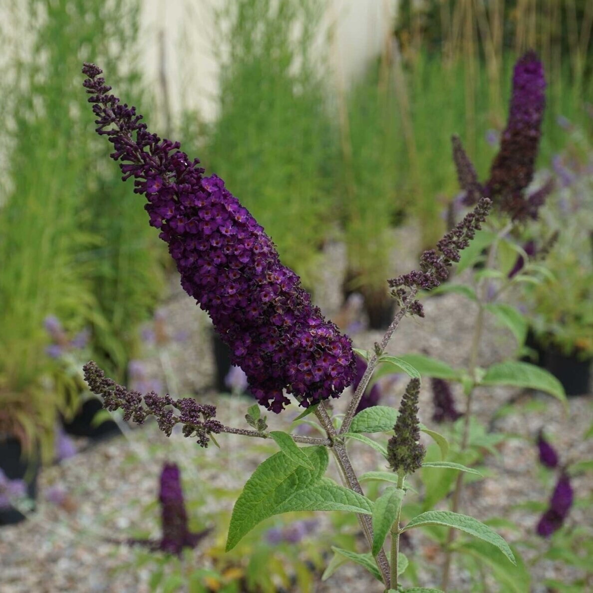 Summer lilac 'African Queen' C20 Summer lilac 'African Queen' C20