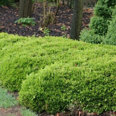 Buksmedis paprastasis 'Rococo' C5