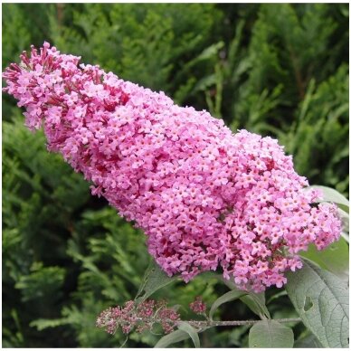 Summer lilac  'Pink Delight' C10